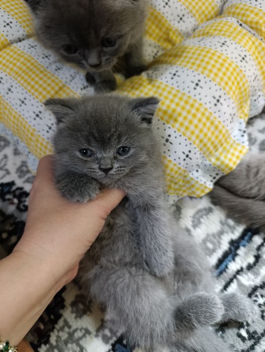 Продаются котята скоттиш фолд ,страйт
