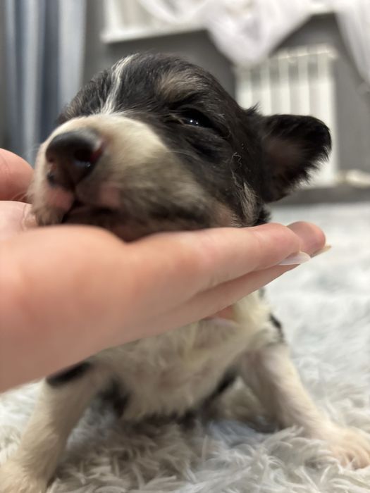 Отдаю щенков в добрые руки)