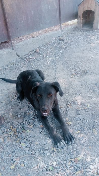 лабрадор кабель 1 год