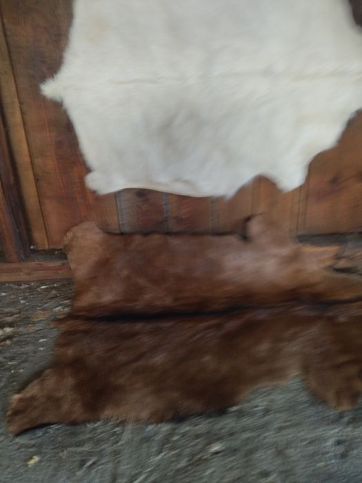 Vând blana/piele tăbăcită de capră alpină franceză și sannen