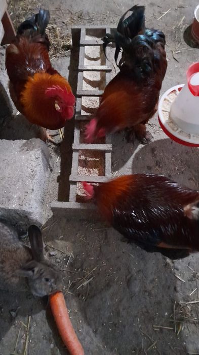 Vând cocoși diferite rase.