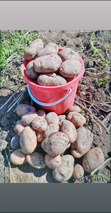 Продам картофель