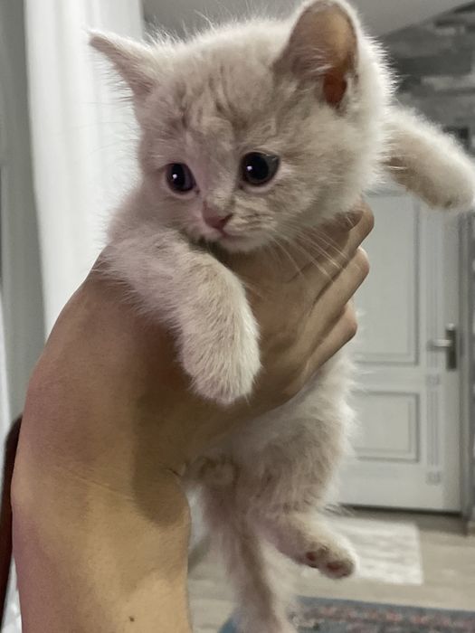 Продаётся котёнок