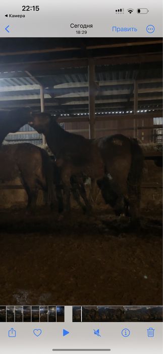 Жеребец полутяж 4 года