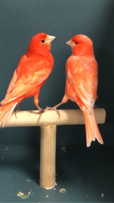 Канареки пара Турция