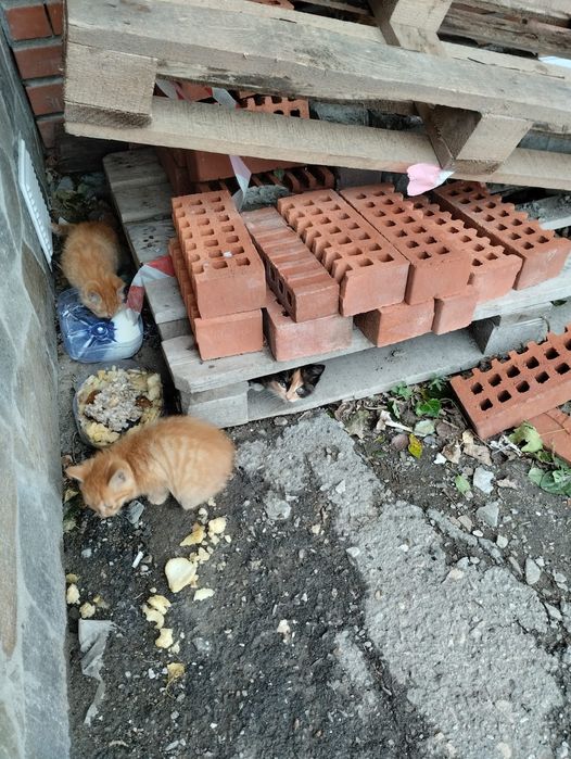 Отдам в хорошие руки