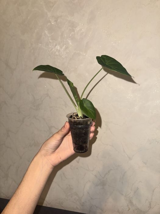 Алоказия регал шилдс