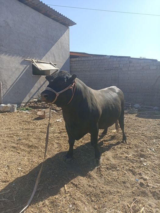 Angust buqa sotiladi