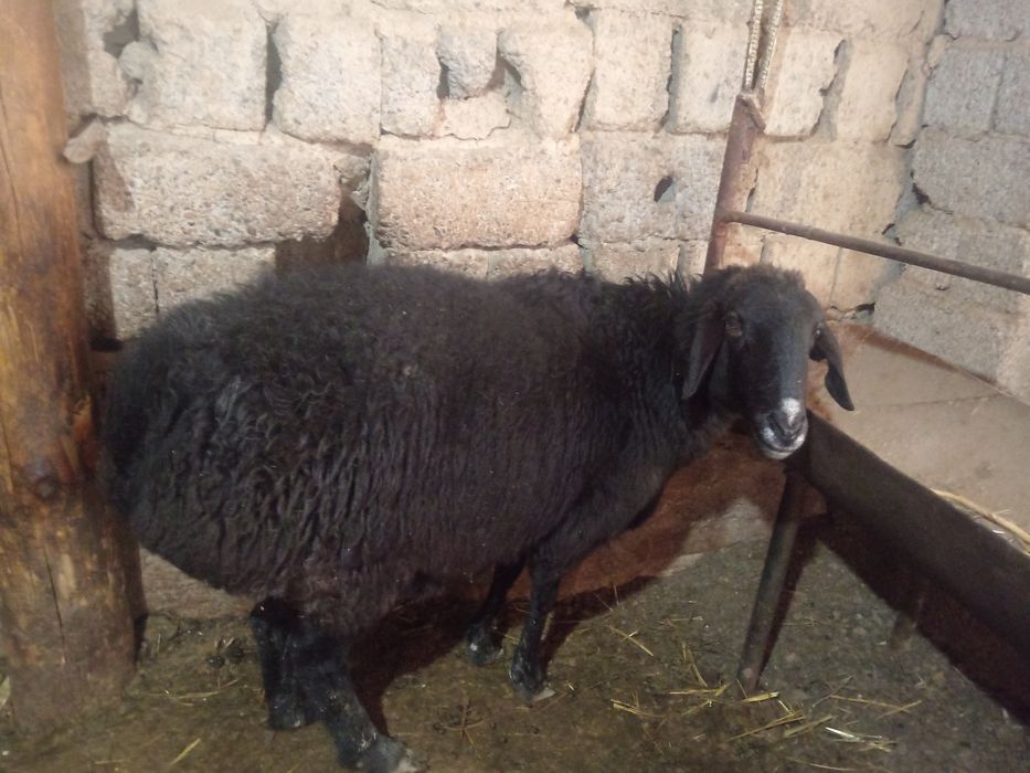 Nasldor sogliq bogoz qoy ургочи богоз