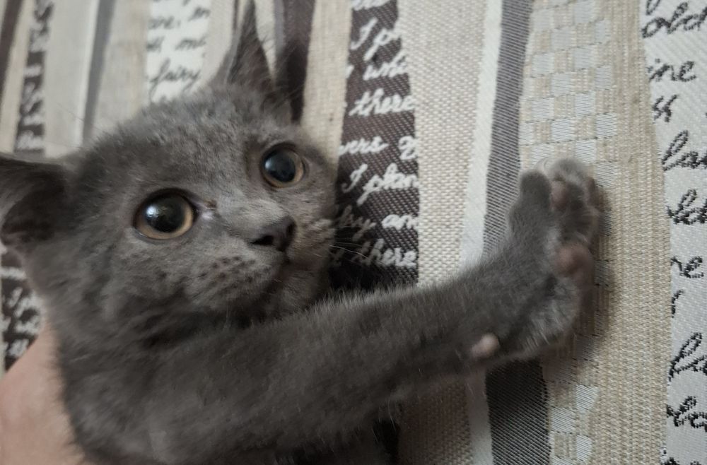 Отдаю котят бесплатно