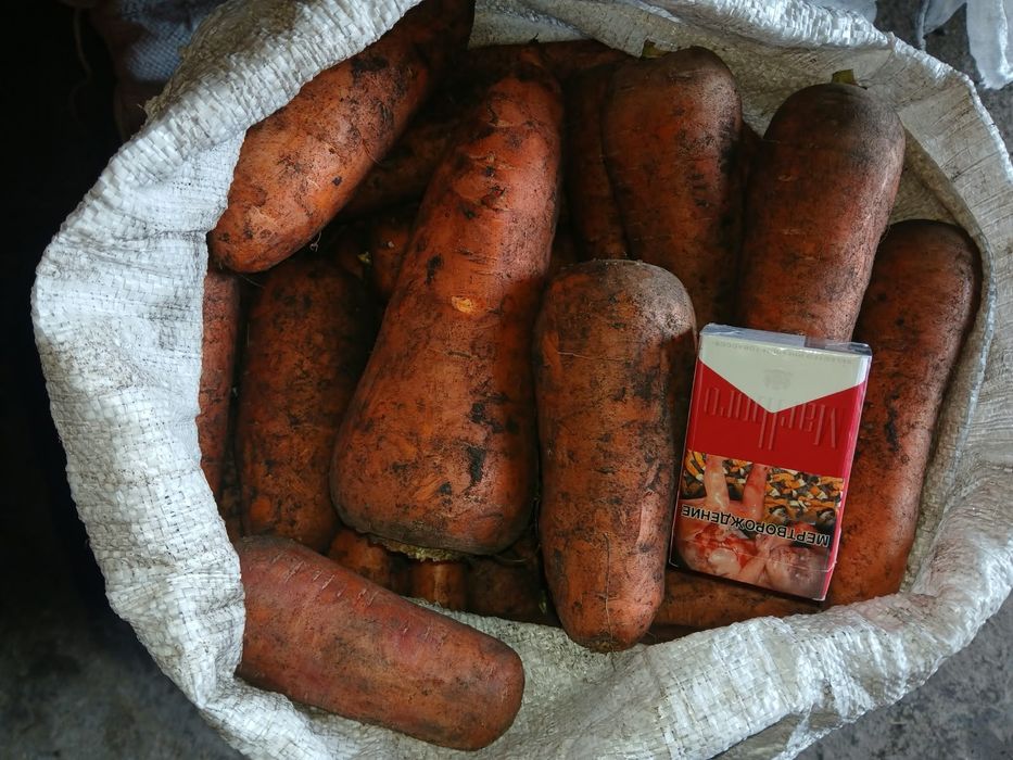Морковь домашняя
