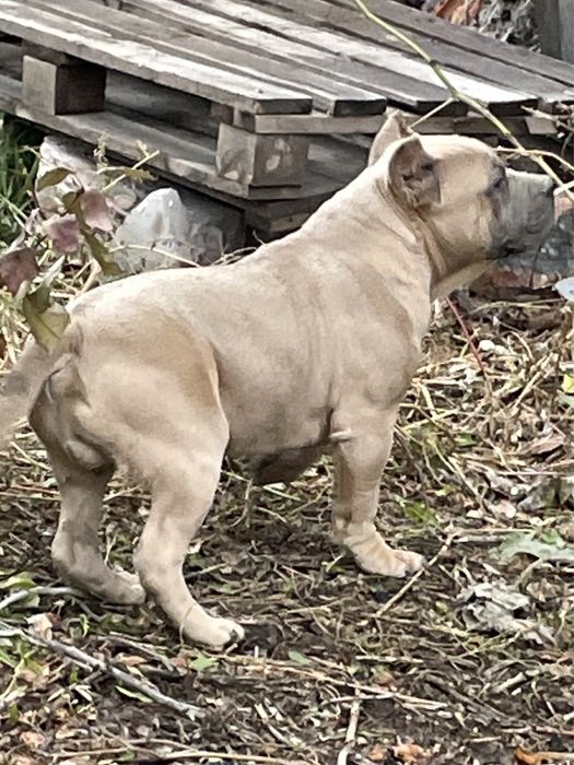 Американский булли