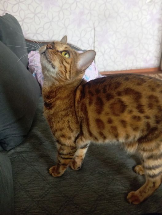 Продам бенгальская кошка