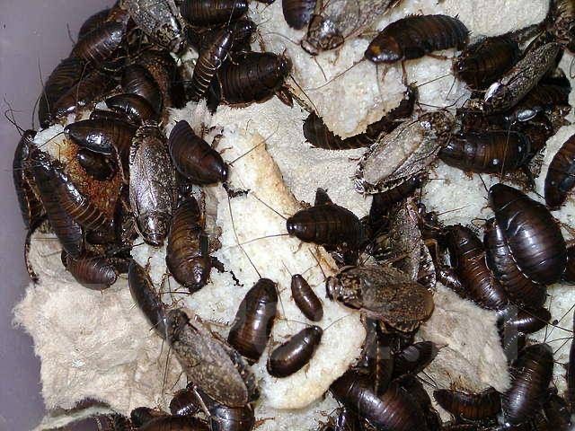 Мраморные тараканы