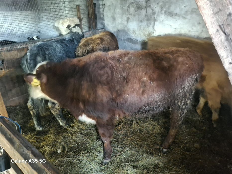 Продаю бычков годовалых