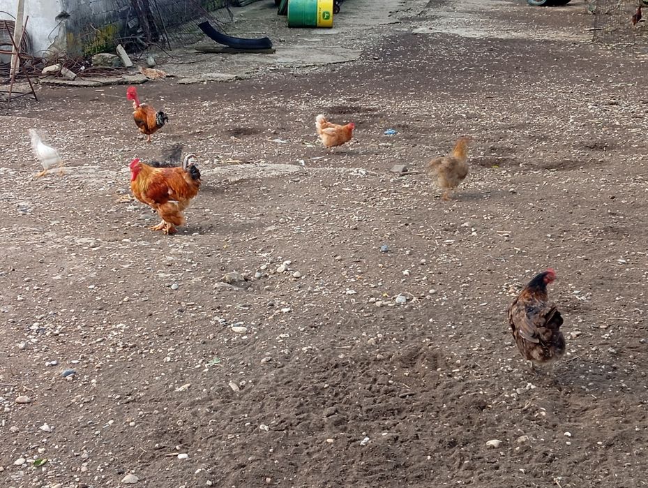 Vand pui de și găini.