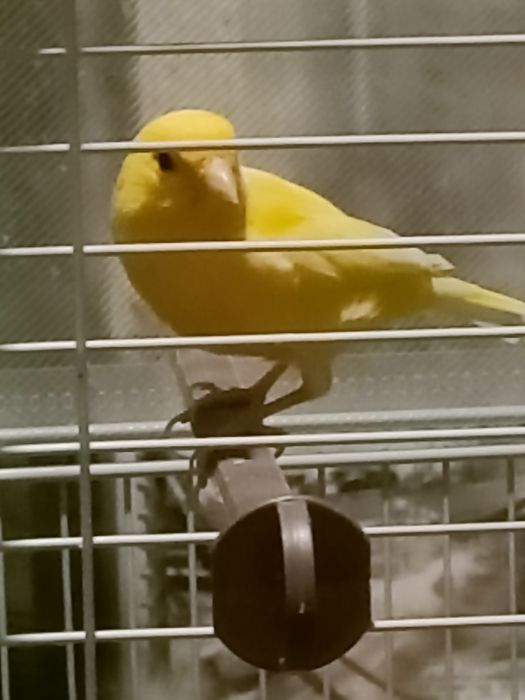 Кенр  поющий  молодой