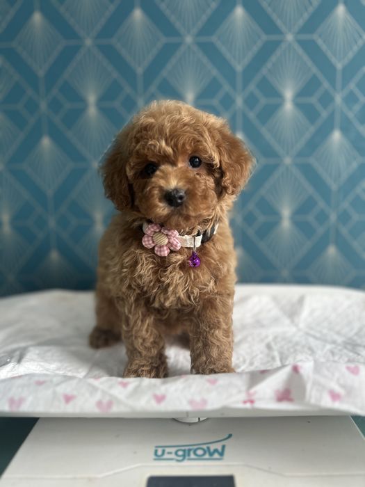 Femela Poodle Toy cu Pedigree FCI