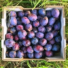 Vand prune din livada