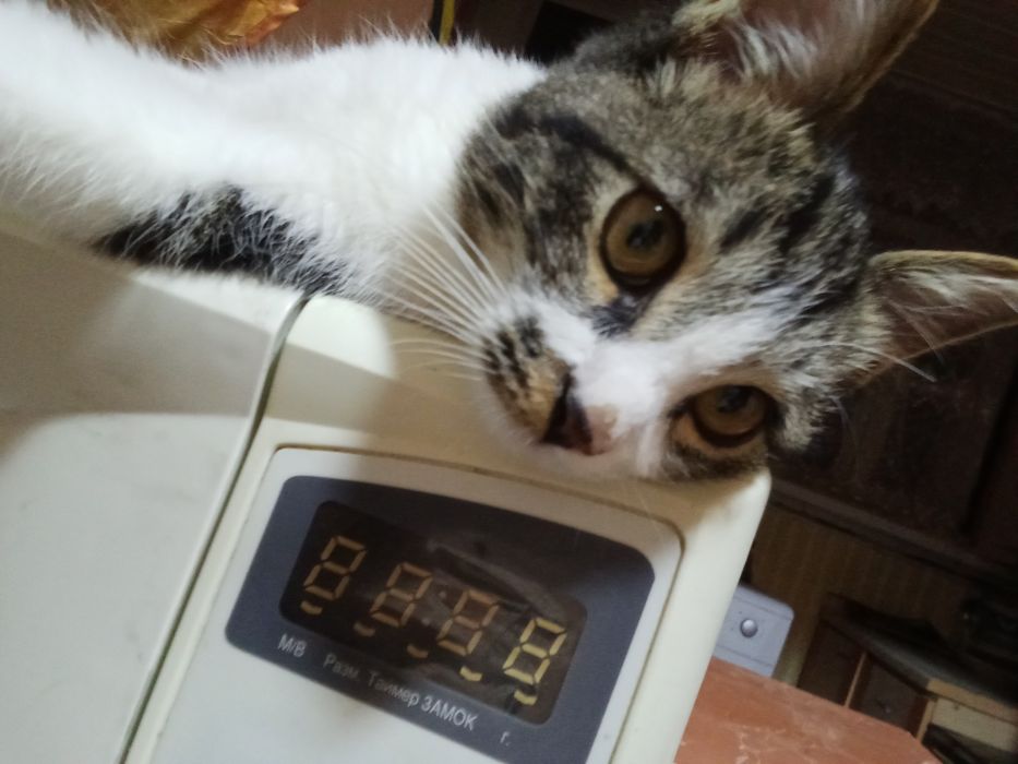 Lezbiyen jinsiy aloqa