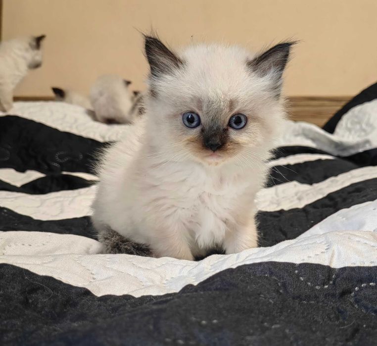 Чистокръвни котенца Ragdoll