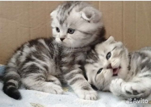 Шотландские малыши