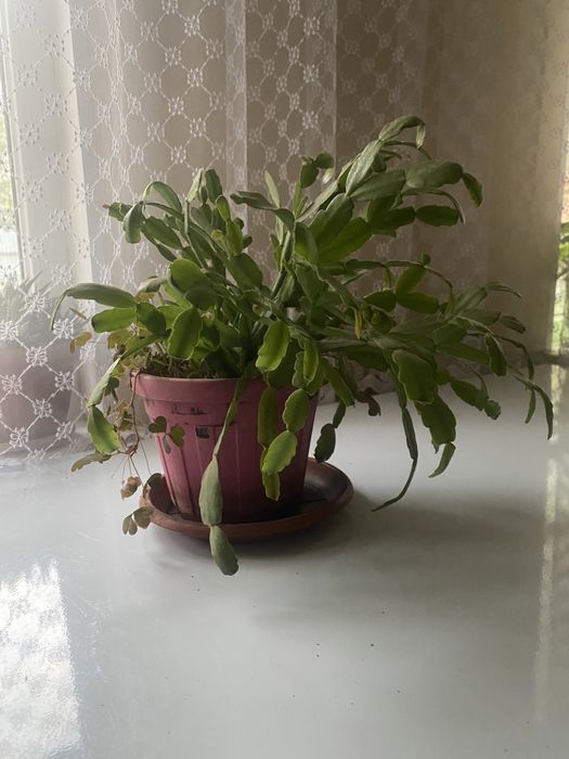 Продам комнатные цветы