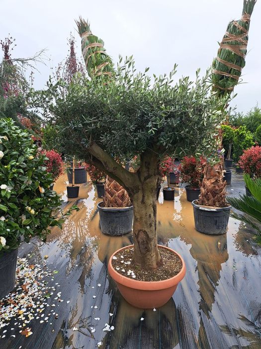 Vând tuia,palmieri, trandafiri, gazon,măslin