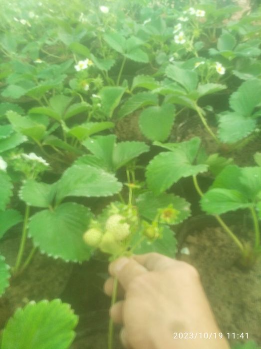 Klubnika Kareyski Solyhang