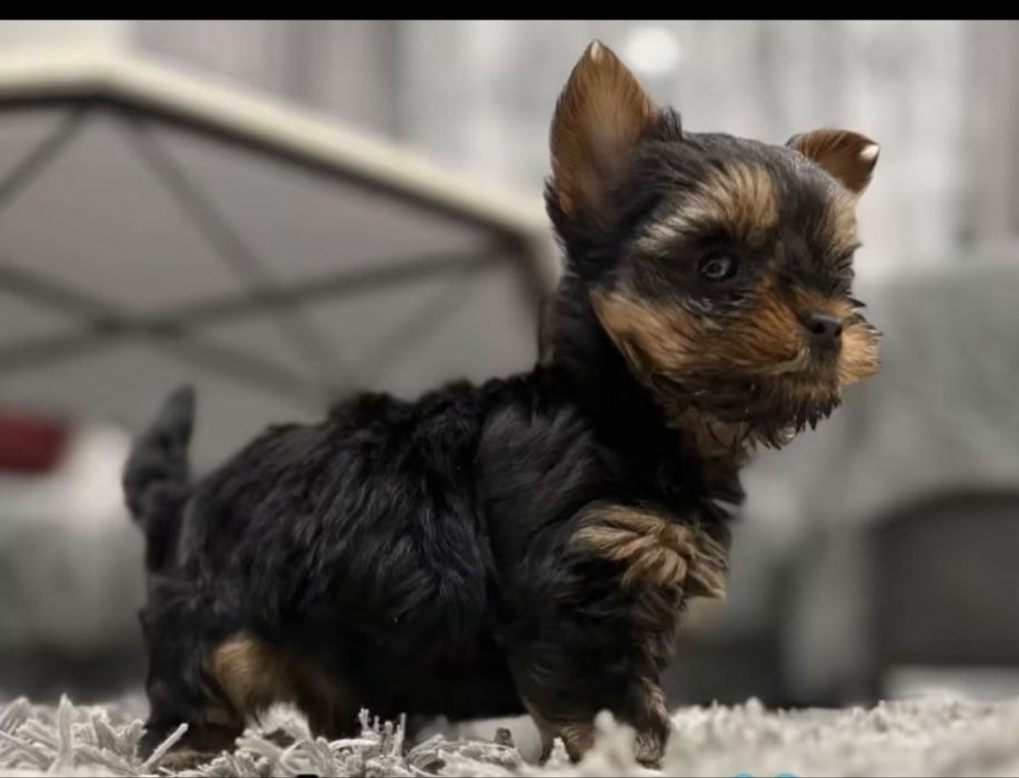 мини йоркширски териер