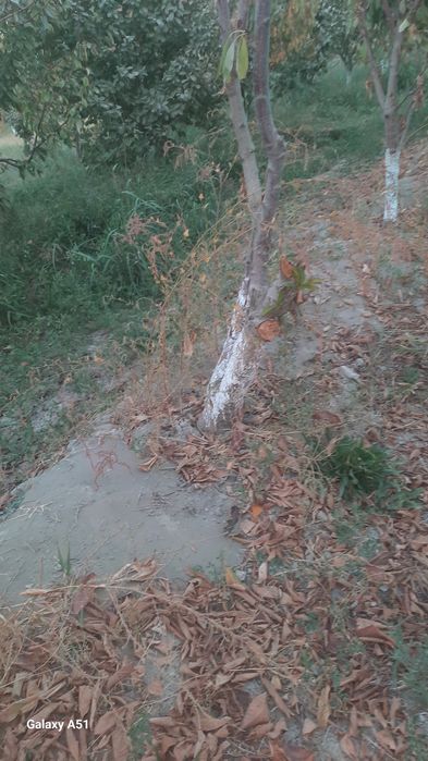 Бог бузилади дарахтлари сотилади