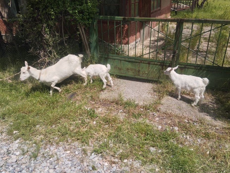 Коза с козлятами