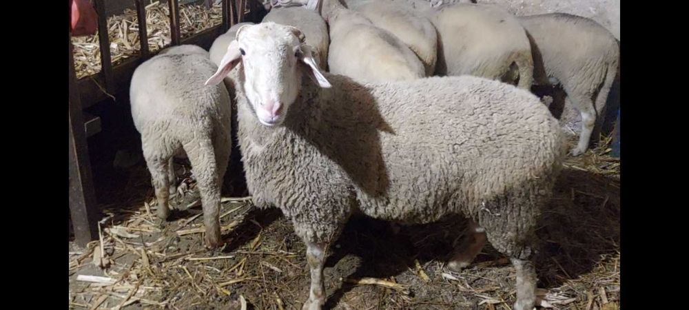 Коч.  Разплодник