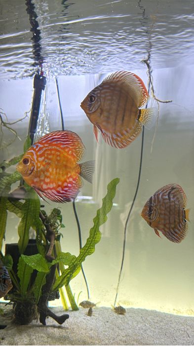 Pesti Discus acvariu