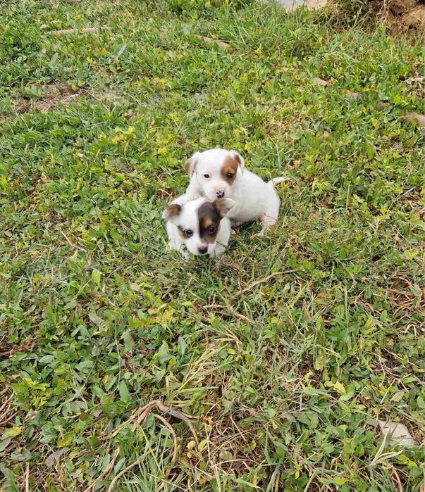 Джак-Ръсел Териер