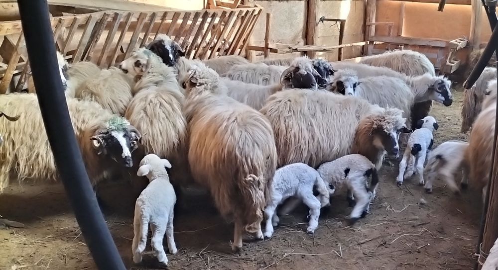 Vând oi cu miei  preț negociabil