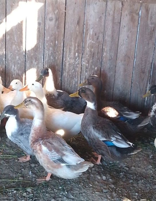 Rațoi si Rațe romanesti