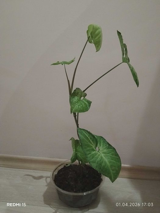 Стайни растения за дома и офиса