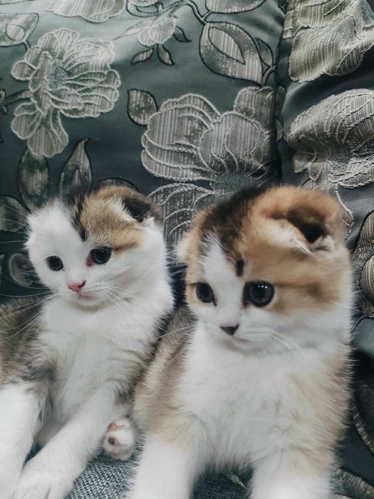 Шотландские вислоухие котята