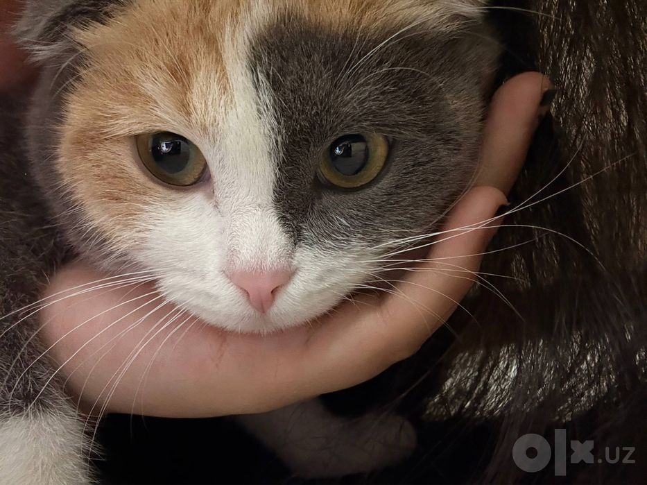 Шотландская вислоухая кошка (Scottish Fold)