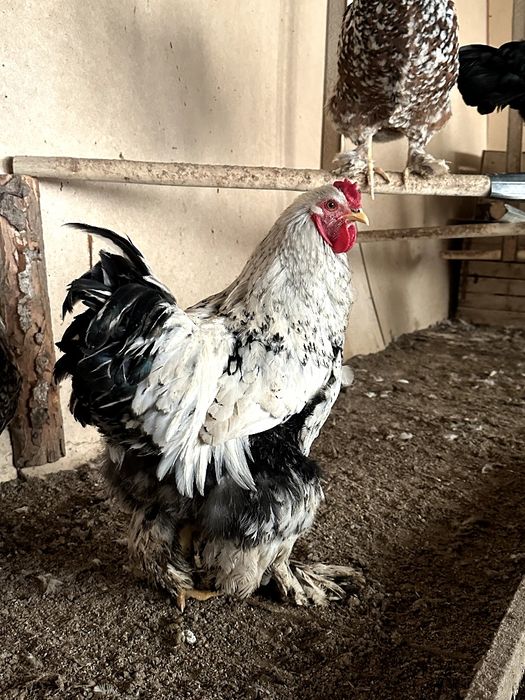 Хўрозлар сотилади, нархи келишилади