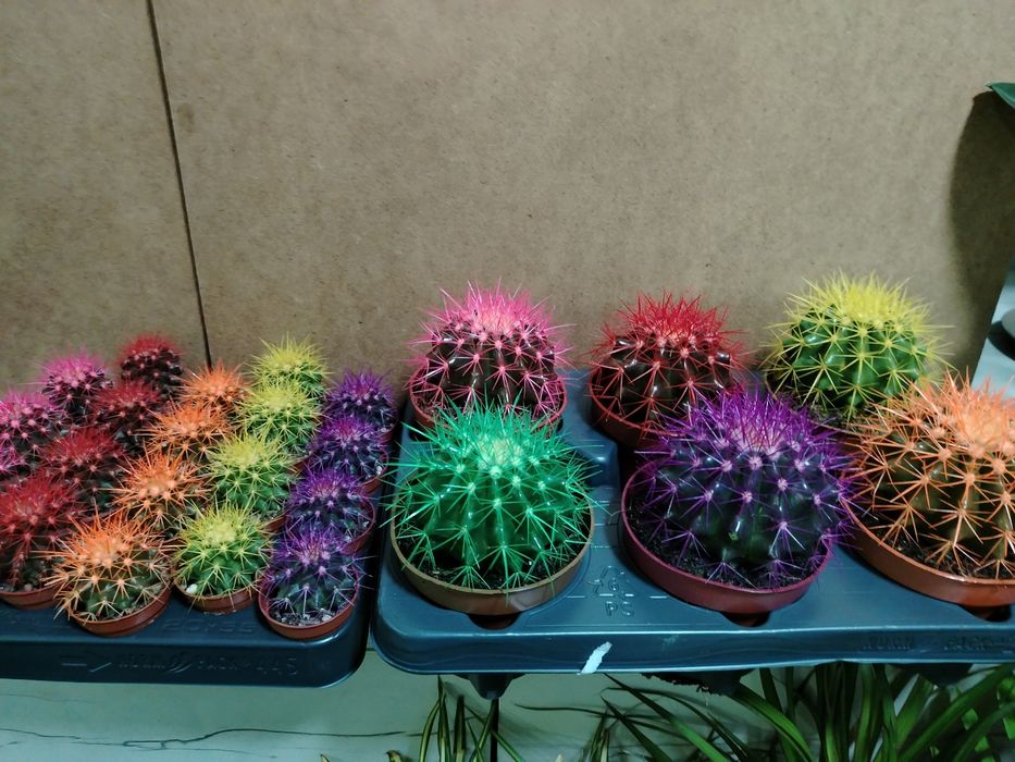 Кактусы новое поступление