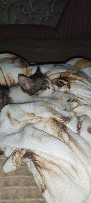 Котенок Девочкаа