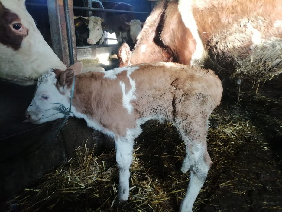 Vând 2 tăurași și 2 vițele