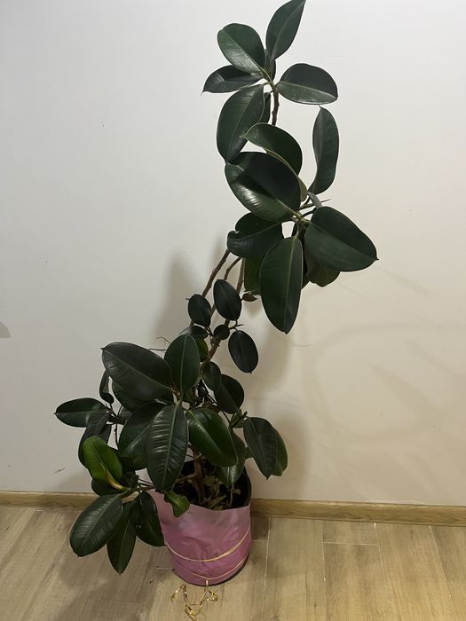 Комнатные офисные растения