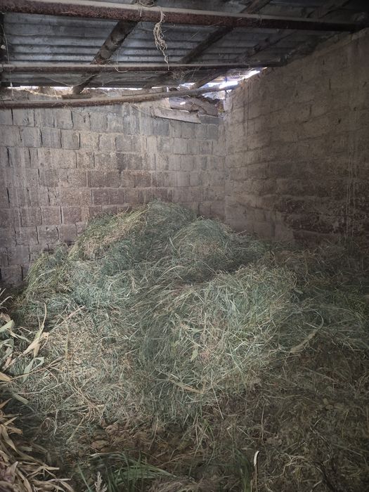 Сифатли ўт сотилади

Тоза уй шароитида етиштирилган.

Жўхори ва беда қ