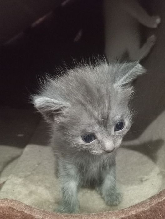 Бронь котят породистые