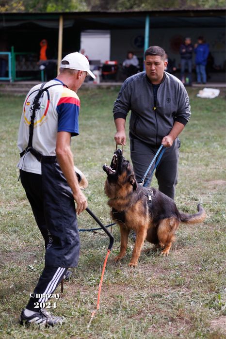 Немецкая овчарка щенки
