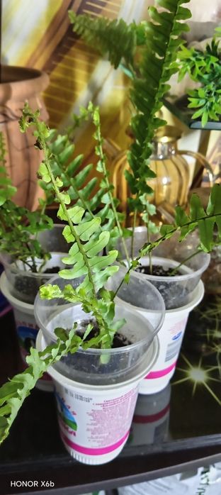 Продам нефролепис детки