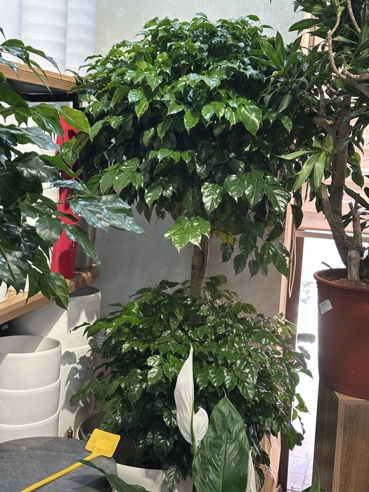 Офисные растения